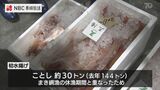 マダイにキロ5千円!威勢よく長崎魚市で初競り | 長崎のニュース | 天気 | NBC長崎放送