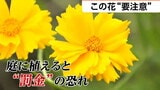 その花、危険につき 庭に植えると「３年以下の拘禁刑または罰金」の恐れ コスモスに似ているので注意を…観賞用が野生化　|　宮城のニュース│tbc NEWS│tbc東北放送
