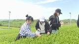 新緑の季節「お茶まつり」　茶摘み楽しむ　山口・宇部|TBS NEWS DIG