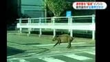 爆走するイノシシ　通学時間帯に猪突猛進　山の方向に急カーブ　鹿児島市　|　鹿児島のニュース｜MBC NEWS｜南日本放送