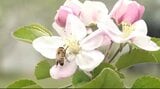 リンゴの花が満開！白や淡いピンク色のかわいらしい花が…長野県内有数のリンゴの産地・飯綱町「サンふじ」や「グラニースミス」赤い果肉が特徴の「炎舞（えんぶ）」など5種類ほどのリンゴ栽培|TBS NEWS DIG