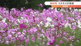 およそ10万本のコスモスが見頃 ピンクや紫など色とりどりに咲き誇る 甲州市のハーブ庭園旅日記 | 山梨のニュース | UTYテレビ山梨