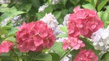 500株20種類 色とりどりのアジサイが満開 自宅の裏山を手入れ | 山梨のニュース | UTYテレビ山梨
