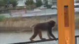 【映像あり】「思ったより大きく怖い」「警察に電話しよう」子供が狙われる“襲撃事件”相次ぐ中、ベランダを訪れたサルを撮影　|　福岡のニュース｜RKB NEWS｜RKB毎日放送