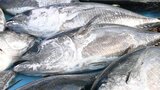 岩手県大船渡市の綾里漁港で定置網船が山林火災被災後初水揚げ|TBS NEWS DIG