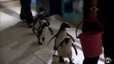ペタペタペンギン 浅虫水族館でペンギンがお散歩 青森|TBS NEWS DIG