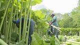 足寄町だけで育つ日本一巨大な「ラワンブキ」の収穫はじまる 大きいもので3メートル以上 | 北海道のニュース|HBC北海道放送