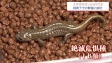 中学校で完全飼育の繁殖に成功 絶滅危惧種「ミヤザキサンショウウオ」理科教諭と生徒が2年前から取り組む | MRTニュース | MRT宮崎放送