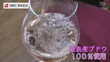 長崎県五島産のブドウ100%!新酒ワインを市長に贈呈 | 長崎のニュース | 天気 | NBC長崎放送