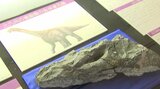 国内最大級の“恐竜の首の化石”約１億１０００万年前に存在、博物館で公開～福岡　|　福岡のニュース｜RKB NEWS｜RKB毎日放送