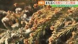 雄花減少も飛散量は増加?花粉シーズン本格化 持ち込まない・寄せ付けない対策を 福島|TBS NEWS DIG