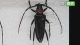 【特定外来生物】クビアカツヤカミキリを果樹園で初確認　半径1㎞の範囲の畑を調査　山梨県|TBS NEWS DIG