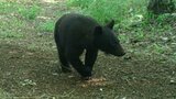 大学構内でクマがウロウロ出没相次ぐ「設置カメラが姿とらえる」学生に注意呼びかけ 宮城・名取市の尚絅学院大学【クマの動画】|TBS NEWS DIG