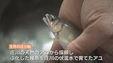 「アユ料理」シーズン始まる 身が締まっていい香り “生粋の庄川鮎” 提供 富山・砺波市 | 富山のニュース|天気・防災|チューリップテレビ