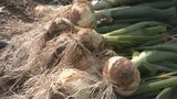生で食べるとおいしい「へきなんサラダたまねぎ」収穫始まる 約1500トンが名古屋や北陸方面などへ 愛知・碧南市|TBS NEWS DIG