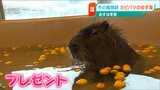 あすは冬至 カピバラが「ゆず湯で雪見風呂」新潟|TBS NEWS DIG