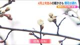 春の陽気続くも 2月の“最強寒波”が梅にも影響?去年と比べてまだ1本だけ 新潟市中央区|TBS NEWS DIG