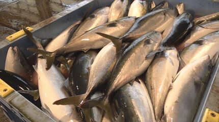 寒ブリ“1200本”水揚げ「1日も早く日常が取り戻せるように」能登の漁を