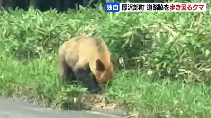 道路脇を歩き回るクマが撮影される…国道227号北海道厚沢部町 一方
