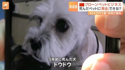 死んだペットに「再会」できる！？急成長する中国のクローンペット