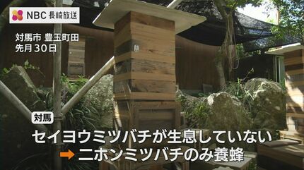 カノン二ホンミツバチの搾りハチミツ　＋　二ホンミツバチの盛り上げ巣ハチミツ こんなに甘いの初めて食べた」長崎県対馬で二ホンミツバチの採蜜体験