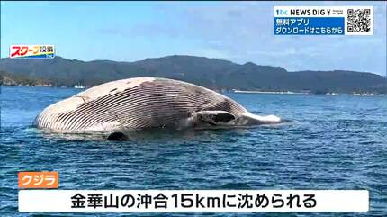 海にクジラが浮いています」定置網に引っかかったクジラはその後どう