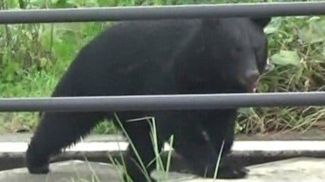 酒田市でクマの目撃情報　十坂小学校から南約500メートル付近　|　山形のニュース│TUYテレビユー山形