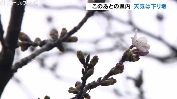 富山のサクラ！松川べりでソメイヨシノがちらほらと…25日はこの時期らしい陽気　夕方から雨の見込み　|　富山のニュース｜天気・防災｜チューリップテレビ