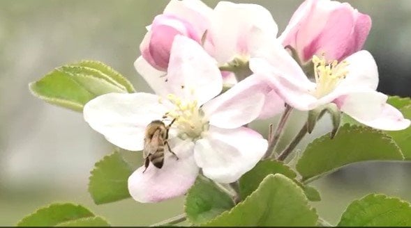 リンゴの花が満開！白や淡いピンク色のかわいらしい花が…長野県内有数のリンゴの産地・飯綱町「サンふじ」や「グラニースミス」赤い果肉が特徴の「炎舞（えんぶ）」など5種類ほどのリンゴ栽培　|　SBC NEWS | 長野のニュース | SBC信越放送