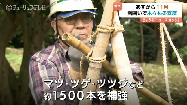 公園の冬支度「雪吊り」作業開始　色づく紅葉と北陸の冬の風物詩　この時期だけの特別な景観　富山・高岡市|TBS NEWS DIG