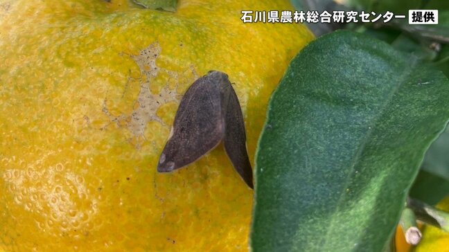 【中国からの外来種】農作物や庭木が狙われる…秋にうごめく害虫“茶色い厄介者”|TBS NEWS DIG