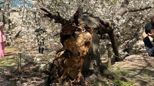 花見客が騒然「福岡城さくらまつり」開催中の舞鶴公園（福岡市中央区）で桜の木が倒れる　けが人なし|TBS NEWS DIG
