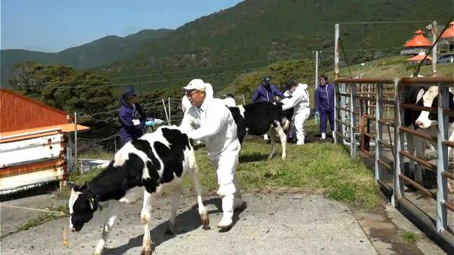 鹿屋市営鳴之尾牧場　乳牛の子牛45頭が入牧「自然の中で丈夫に育って」　鹿児島・鹿屋市|TBS NEWS DIG