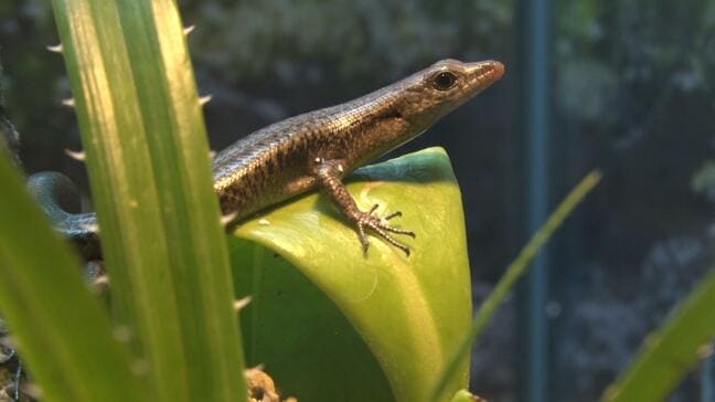 美ら海水族館「ヨナグニスベトカゲ」が飼育下で日本初の繁殖　10日まで展示|TBS NEWS DIG