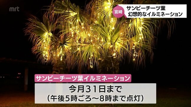 波の音と光の幻想的な世界　宮崎市のサンビーチ一ツ葉でイルミネーション「Starfall SEA Night」|TBS NEWS DIG