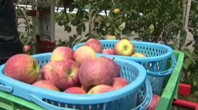 リンゴやブドウの収穫期に台風が…「非常に切ないがそれもそれでしょうがない」気をもむ農家|TBS NEWS DIG