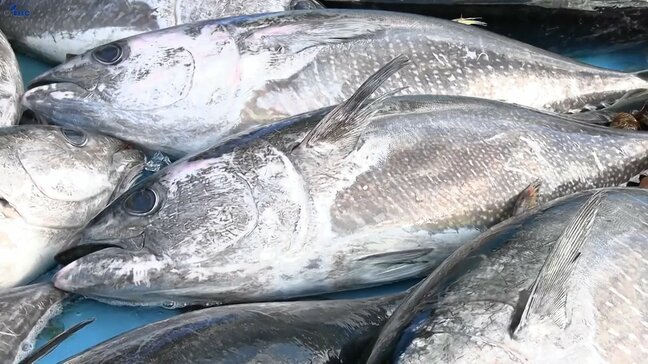 岩手県大船渡市の綾里漁港で定置網船が山林火災被災後初水揚げ|TBS NEWS DIG