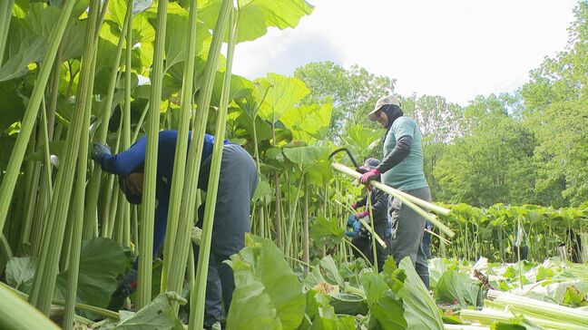 足寄町だけで育つ日本一巨大な「ラワンブキ」の収穫はじまる 大きいもので3メートル以上|TBS NEWS DIG