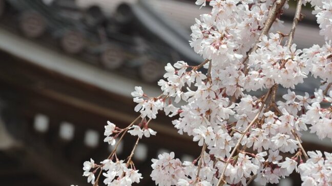 「まだ咲いていないと思ったが結構満開」 樹齢400年のシダレザクラが見ごろに 山梨・身延山久遠寺 |TBS NEWS DIG