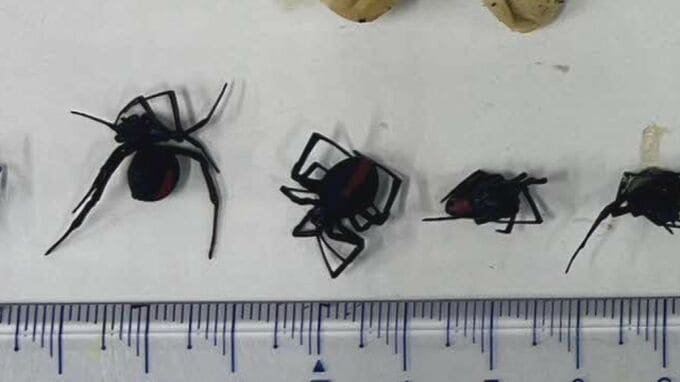 島根県松江市の七類港で特定外来生物「セアカゴケグモ」11匹と卵のう14個を発見…殺虫剤等で駆除|TBS NEWS DIG