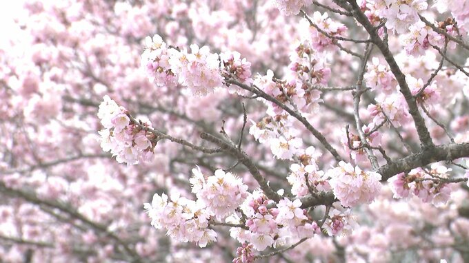 「春めき桜」が満開に！淡いピンクと甘い香りが特徴　長野県飯田市の天竜峡に約130本|TBS NEWS DIG