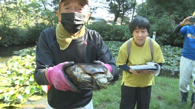 松江藩松平家の菩提寺の池に「罠」を仕掛けてみたら…巨大「アカミミガメ」　アライグマに噛まれ手が無くなったカメも…　水陸の外来生物広がりに驚愕　「アメリカザリガニ」もたくさん　|　BSSニュース | BSS山陰放送