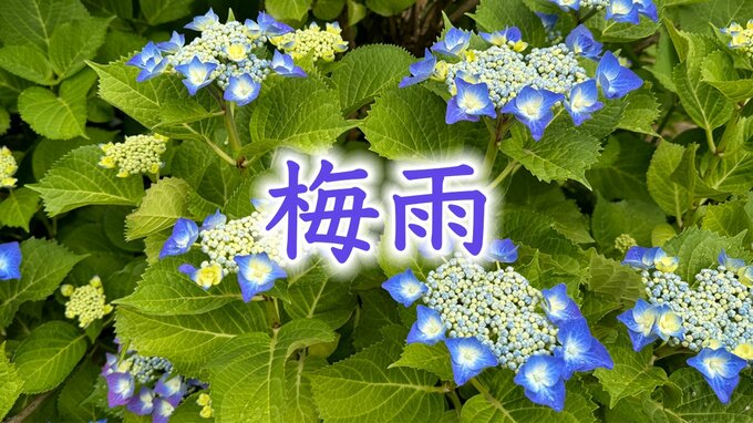 遅い「梅雨入り」  そもそも『梅雨入り・梅雨明け』とは？ 今年は2週間以上遅かったところも…|TBS NEWS DIG