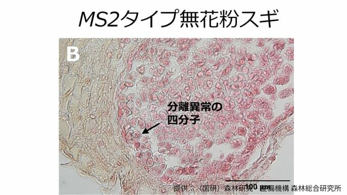 無花粉スギ（MS2タイプ）の候補遺伝子を同定　花粉を作らない原因の解明に前進【森林研究・整備機構森林総合研究所、新潟大学、東京大学、基礎生物学研究所、新潟県森林研究所、岡山大学の研究グループ】|TBS NEWS DIG