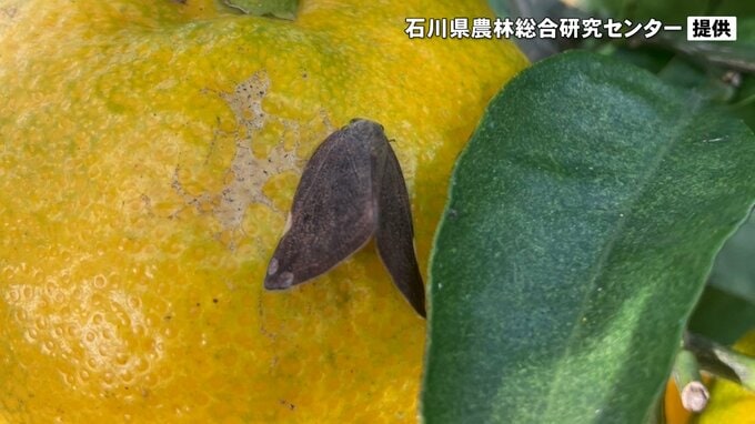 農作物や庭木が狙われる…秋にうごめく害虫“茶色い厄介者”|TBS NEWS DIG