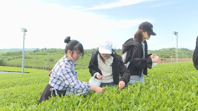 新緑の季節「お茶まつり」　茶摘み楽しむ　山口・宇部　|　山口のニュース・天気・防災｜tys NEWS｜ｔｙｓテレビ山口