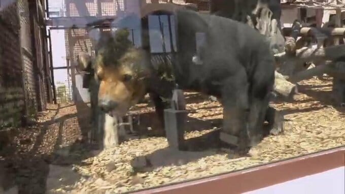 好物のフルーツで「おめでとう」徳山動物園の人気者・マレーグマのマーヤ誕生日会　|　山口のニュース・天気・防災｜tys NEWS｜ｔｙｓテレビ山口