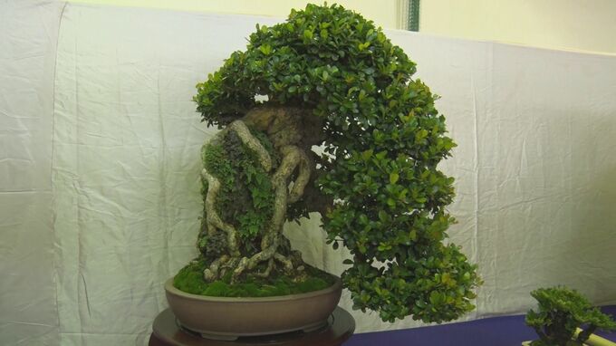 丹精込めた盆栽が勢ぞろい　「全沖縄盆栽展」5月19日までうるま市で開催|TBS NEWS DIG