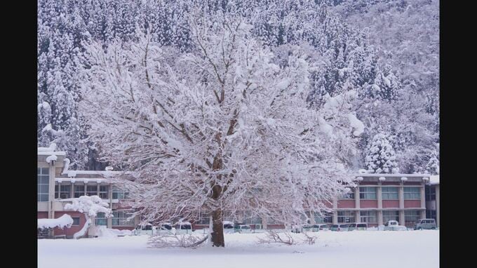 「残念ではありますが…」町のシンボル…廃校跡の”大銀杏”大雪で枝が折れ…商品化を模索　|　BSSニュース | BSS山陰放送