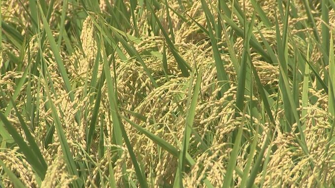 「べた止めしてしまうと迷惑もかかるので…」貯水率14.5％ダムの下流農家を訪ねると…コメの品種を増やし水が必要な時期をずらす工夫　鳥取・米子市|TBS NEWS DIG